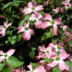 Cherokee Chief Dogwood -Fast Growing Trees Cherokee Chief Dogwood 2 FGT