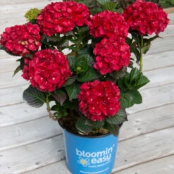 Cherry-Go-Round™ Hydrangea 12 Cherry-Go-Round™ Hydrangea -Fast Growing Trees Cherry Go Round Hydrangea 1