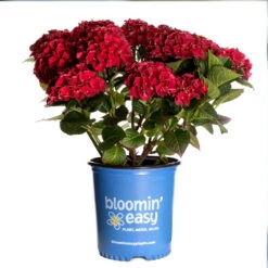Cherry-Go-Round™ Hydrangea 15 Cherry-Go-Round™ Hydrangea -Fast Growing Trees Cherry Go Round Hydrangea 3