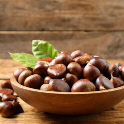 Chinese Chestnut Tree 11 Chinese Chestnut Tree -Fast Growing Trees Chinese Chestnut 3 FGT