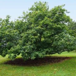 Chinese Chestnut Tree 12 Chinese Chestnut Tree -Fast Growing Trees Chinese Chestnut 9