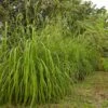 Citronella Grass (Cymbopogon Nardus) 2 Citronella Grass (Cymbopogon Nardus) -Fast Growing Trees Citronella GRass FGT 600x600 b10313b7 b834 4295 9524 780e9024abec
