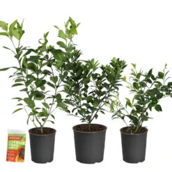 All-in-One Citrus Starter Kit 7 All-in-One Citrus Starter Kit -Fast Growing Trees Citrus Starter Kit 2