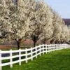 Cleveland Pear Tree 2 Cleveland Pear Tree -Fast Growing Trees Cleveland Pear 600x600 FGT