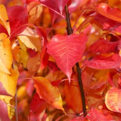 Cleveland Pear Tree -Fast Growing Trees Cleveland Pear 9 FGT