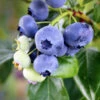 Climax Blueberry 2 Climax Blueberry -Fast Growing Trees Climax Blueberry 600x600 7714f4df f6bc 419c 8100 ff1766e63362