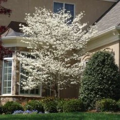 Cloud 9 Dogwood 11 Cloud 9 Dogwood -Fast Growing Trees Cloud 9 Dogwood 3 FGT