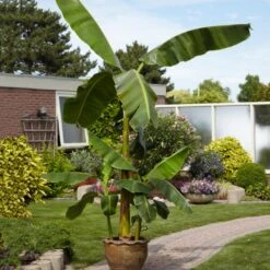 Cold Hardy Banana Tree 13 Cold Hardy Banana Tree -Fast Growing Trees Cold Hardy Banana Tree 1