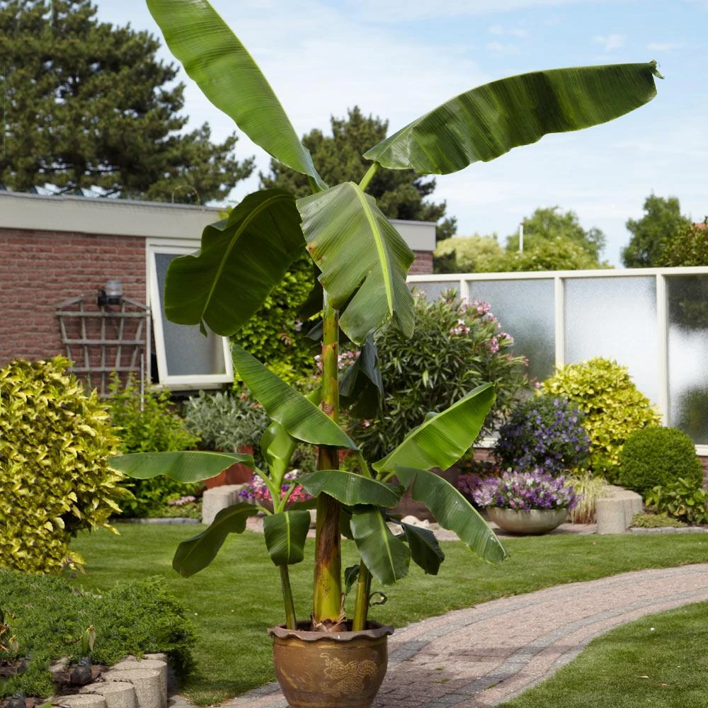 Cold Hardy Banana Tree 7 Cold Hardy Banana Tree - Image 5