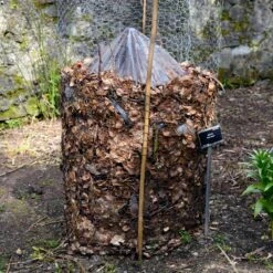 Cold Hardy Banana Tree 15 Cold Hardy Banana Tree -Fast Growing Trees Cold Hardy Banana Tree FGT 3