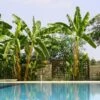 Cold Hardy Banana Tree 2 Cold Hardy Banana Tree -Fast Growing Trees Cold Hardy Banana Tree FGT 600x600 2d27ad16 d574 4d6a 8669 7a29af9ca83c