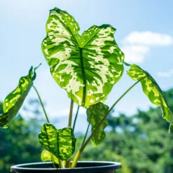 Colocasia 'Hilo Beauty' -Fast Growing Trees Colocasia Hilo beauty 1