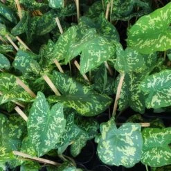 Colocasia 'Hilo Beauty' -Fast Growing Trees Colocasia Hilo beauty 2