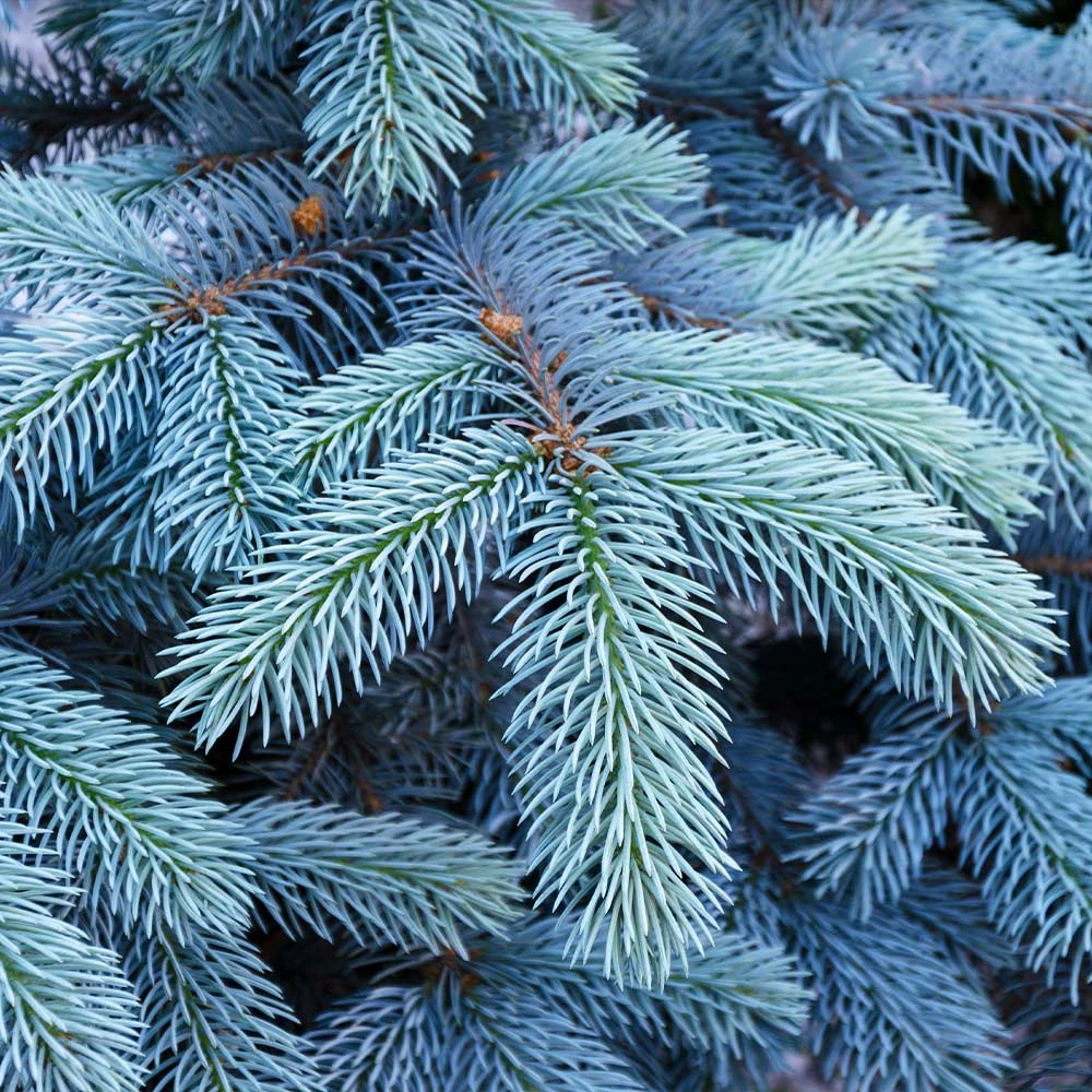 Colorado Blue Spruce Tree 6 Colorado Blue Spruce Tree - Image 4