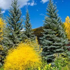 Colorado Blue Spruce Tree 8 Colorado Blue Spruce Tree -Fast Growing Trees Colorado BLue Spruce 4 FGT