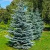 Colorado Blue Spruce Tree 1 Colorado Blue Spruce Tree -Fast Growing Trees Colorado BLue Spruce 600x600 FGT
