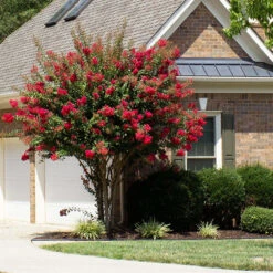Coloramaâ„¢ Scarlet Crape Myrtle Tree