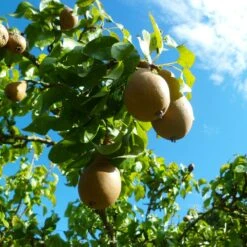 Comice Pear Tree 9 Comice Pear Tree -Fast Growing Trees Comice Pear 4 FGT 6ddd185e 0290 4011 8ba5 2134152f5e67
