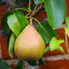 Comice Pear Tree 1 Comice Pear Tree -Fast Growing Trees Comice Pear FGT 600x600 60b83431 5172 4869 a985 6d5b77fbab58