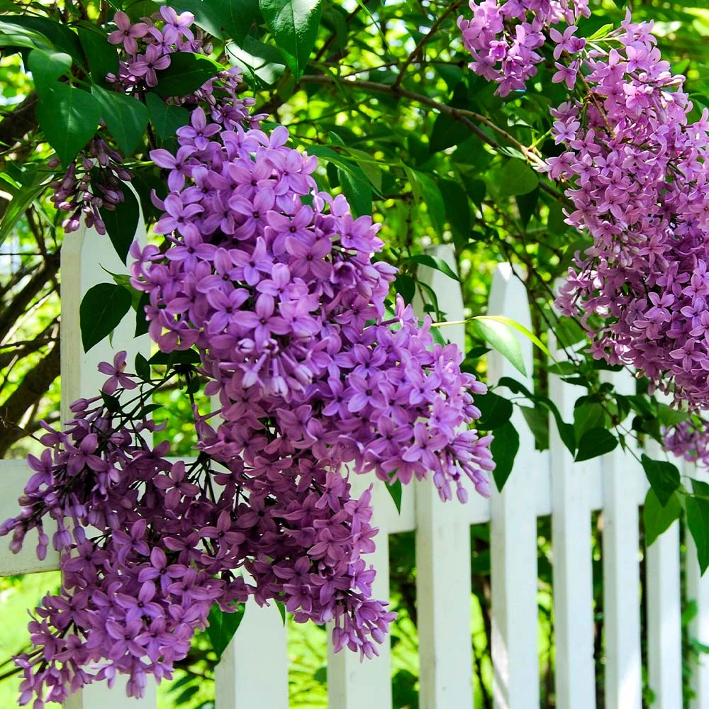 Common Purple Lilac 5 Common Purple Lilac - Image 3