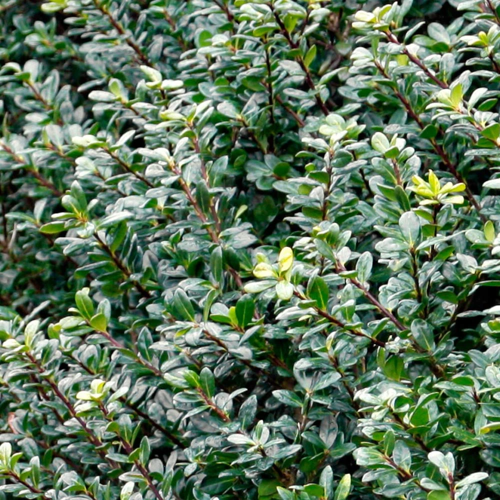 Compacta Japanese Holly Shrub 5 Compacta Japanese Holly Shrub - Image 3