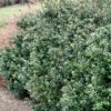 Compacta Japanese Holly Shrub 2 Compacta Japanese Holly Shrub -Fast Growing Trees Compacta Holly 600x600 e05b0316 28ef 4fcf 94c4 5087edca450f