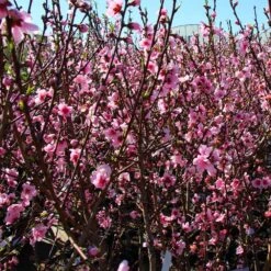 Contender Peach Tree 8 Contender Peach Tree -Fast Growing Trees Contender Peach Tree 3