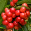 Coral Champagne Cherry Tree 1 Coral Champagne Cherry Tree -Fast Growing Trees Coral Champagne Cherry Tree FGT 600x600 d00e7e91 e028 4e5b beac e6749ee3d606