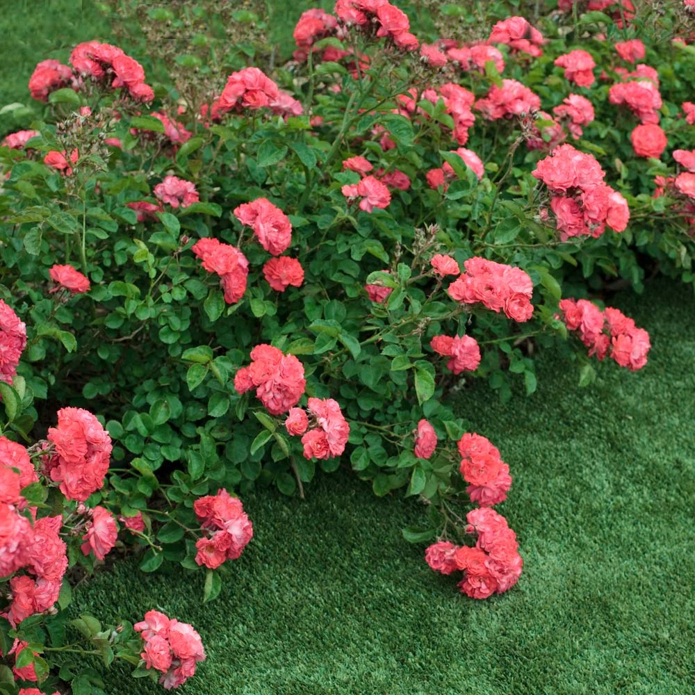 Coral Drift® Rose 5 Coral Drift® Rose - Image 3