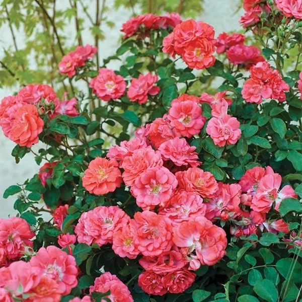 Coral Drift® Rose 3 Coral Drift® Rose