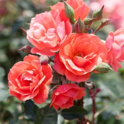 Coral Knock Out® Rose Tree 7 Coral Knock Out® Rose Tree -Fast Growing Trees Coral Knockout Rose Tree 1