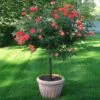 Coral Knock Out® Rose Tree 2 Coral Knock Out® Rose Tree -Fast Growing Trees Coral Knockout Rose Tree 600x600 05e0cc69 e956 4022 80fb c98c8cc707a2
