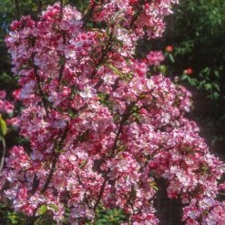 Coralburst® Crabapple -Fast Growing Trees Coralbust Crabapple 1