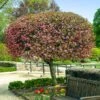 Coralburst® Crabapple -Fast Growing Trees Coralbust Crabapple 600x600 702b7c92 3bbe 4840 a2aa e218de65b3bb