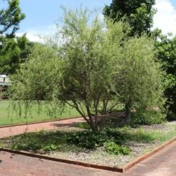 Corkscrew Willow Tree 10 Corkscrew Willow Tree -Fast Growing Trees Corkscrew Willow 1