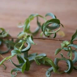 Corkscrew Willow Tree 12 Corkscrew Willow Tree -Fast Growing Trees Corkscrew Willow 2