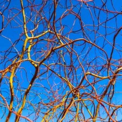 Corkscrew Willow Tree 13 Corkscrew Willow Tree -Fast Growing Trees Corkscrew Willow 6