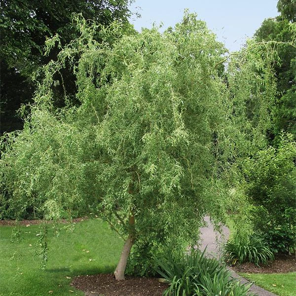 Corkscrew Willow Tree 3 Corkscrew Willow Tree