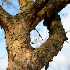 Cornelian Cherry Dogwood Tree 15 Cornelian Cherry Dogwood Tree -Fast Growing Trees Cornelian Cherry Dogwood