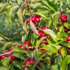 Cornelian Cherry Dogwood Tree 11 Cornelian Cherry Dogwood Tree -Fast Growing Trees Cornelian Cherry Dogwood 2 FGT