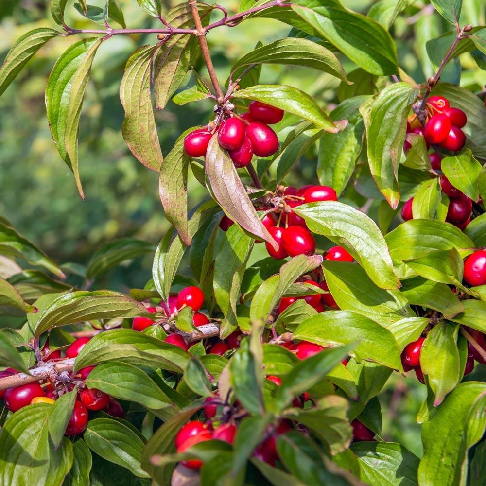 Cornelian Cherry Dogwood Tree 5 Cornelian Cherry Dogwood Tree - Image 3