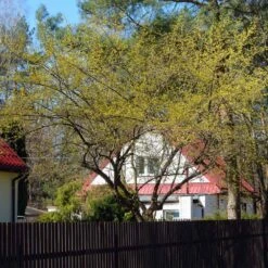 Cornelian Cherry Dogwood Tree 14 Cornelian Cherry Dogwood Tree -Fast Growing Trees Cornelian Cherry Dogwood 4 FGT