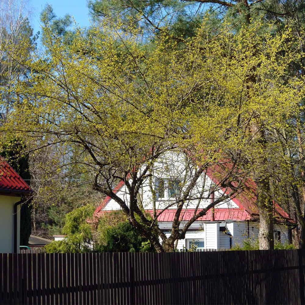 Cornelian Cherry Dogwood Tree 8 Cornelian Cherry Dogwood Tree - Image 6