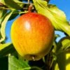 Cox's Orange Pippin Apple Tree 2 Cox's Orange Pippin Apple Tree -Fast Growing Trees Coxs Orange Pippen FGT 600x600 65b7eab2 8aba 4949 9b04 4b7cb624ed71