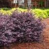 Crimson Fire™ Loropetalum 2 Crimson Fire™ Loropetalum -Fast Growing Trees Crimson Fire Loropetalum 600x600 5f561d19 9ca6 42fb 8a72 f4e025d133ab