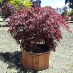 Crimson Queen Japanese Maple 9 Crimson Queen Japanese Maple -Fast Growing Trees Crimson Queen Japanese Maple 1
