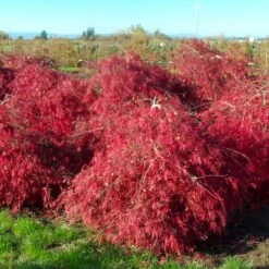 Crimson Queen Japanese Maple 8 Crimson Queen Japanese Maple -Fast Growing Trees Crimson Queen Japanese Maple 2