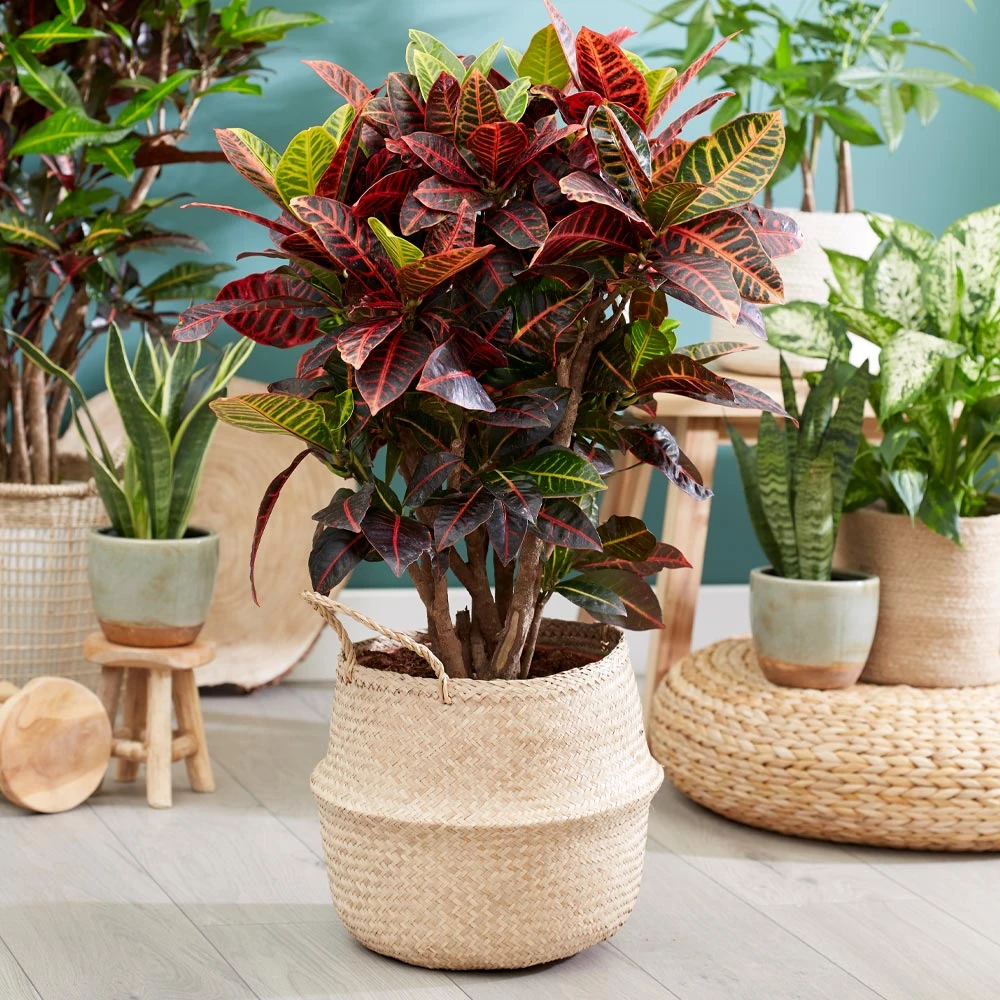 Sunset Hues House Plant Kit 7 Sunset Hues House Plant Kit - Image 6