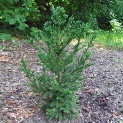 Black Dragon Cryptomeria 9 Black Dragon Cryptomeria -Fast Growing Trees Cryptomeria Black Dragon 4