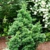 Black Dragon Cryptomeria 1 Black Dragon Cryptomeria -Fast Growing Trees Cryptomeria Black Dragon FGT 600x600 9cd5898a a453 4463 8500 45fbd2c94a22